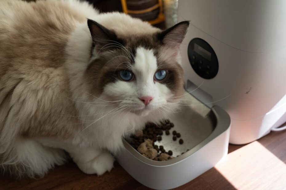 Age-Specific Cat Diets