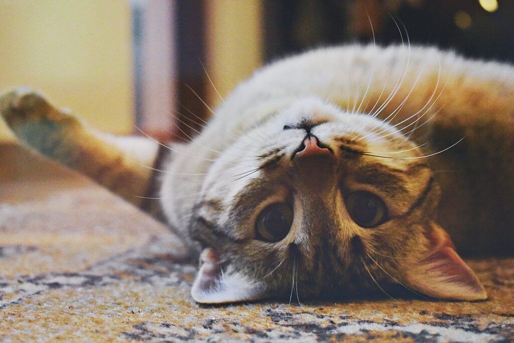 Impact of Diet on Cat Behavior
