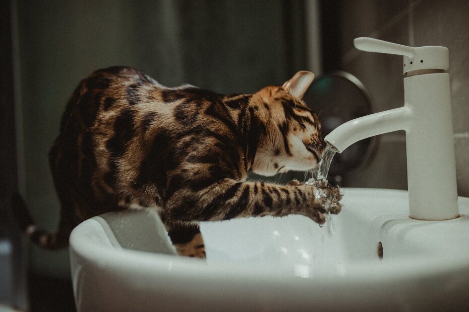 Hydration and Cat Health