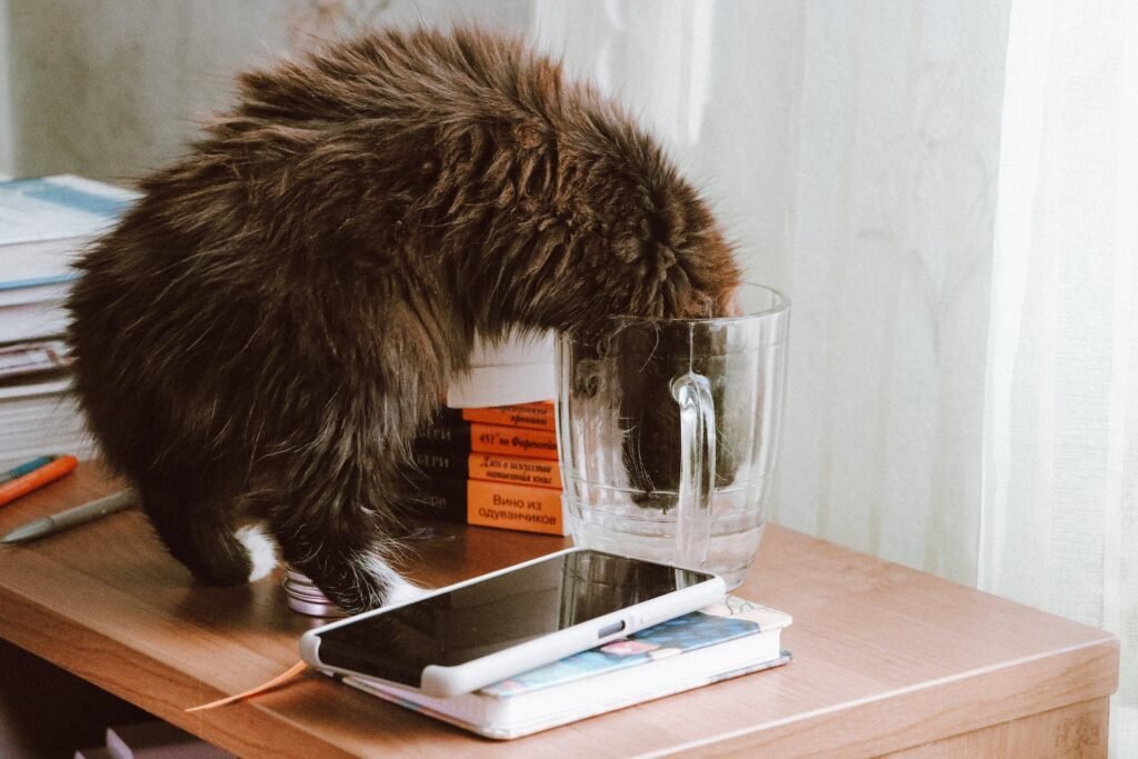 Hydration and Cat Health