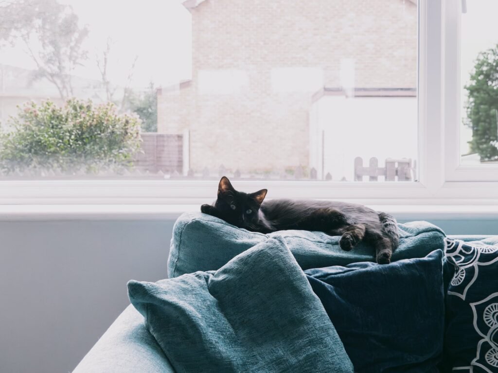 Impact of Diet on Cat Behavior
