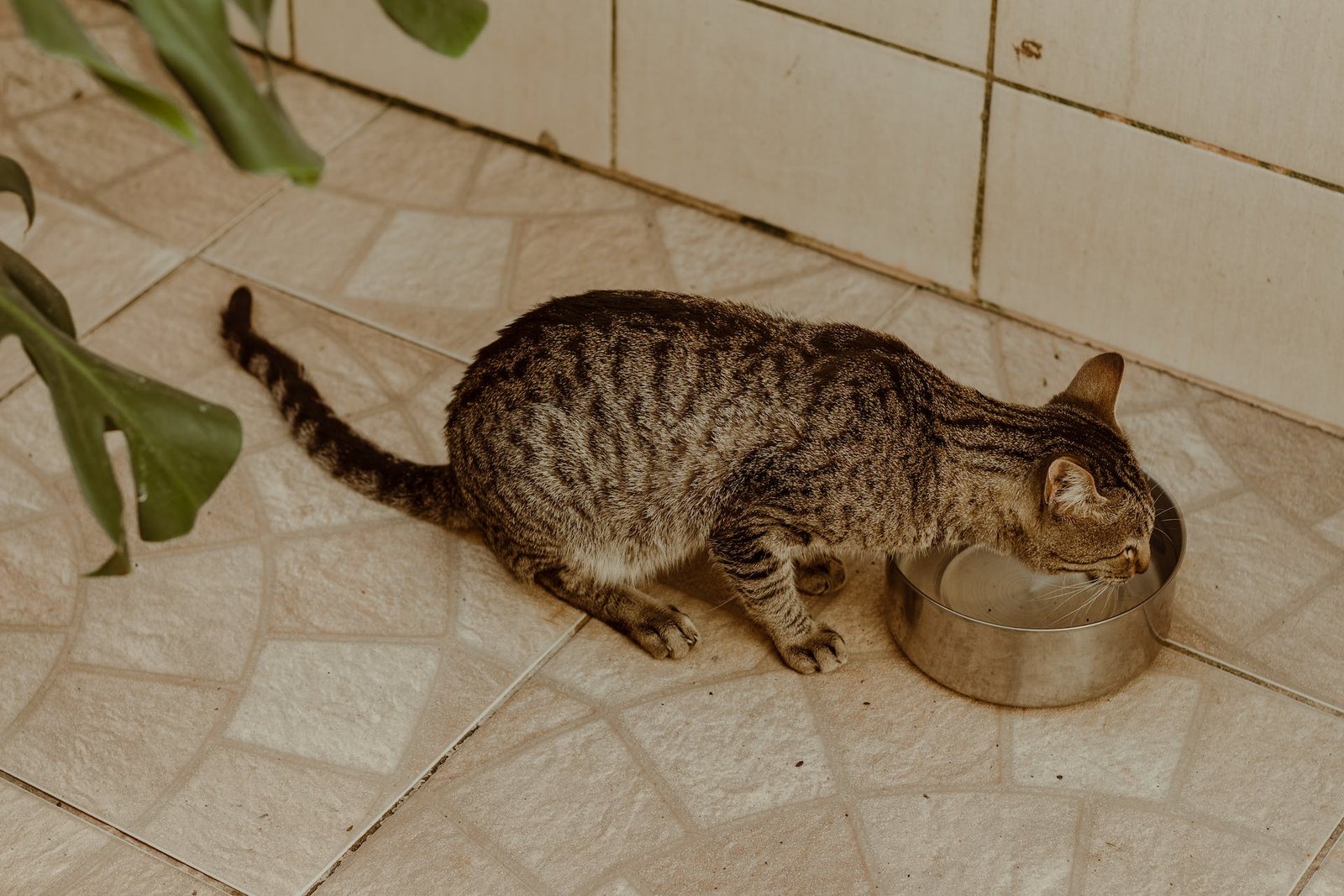Cat Food Safety and Storage