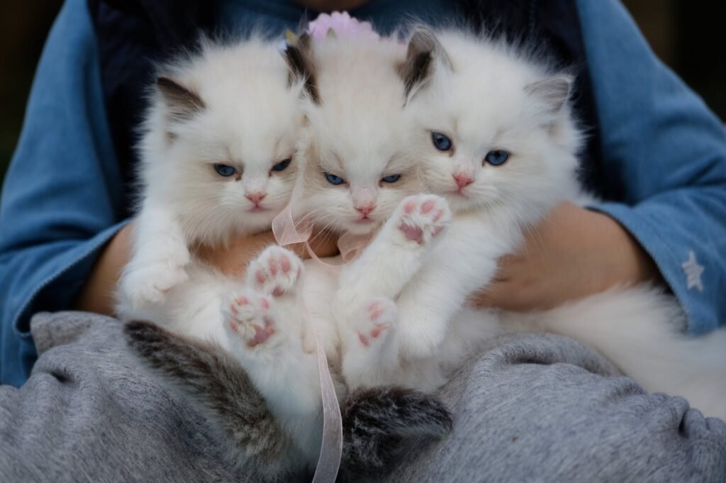 little kittens