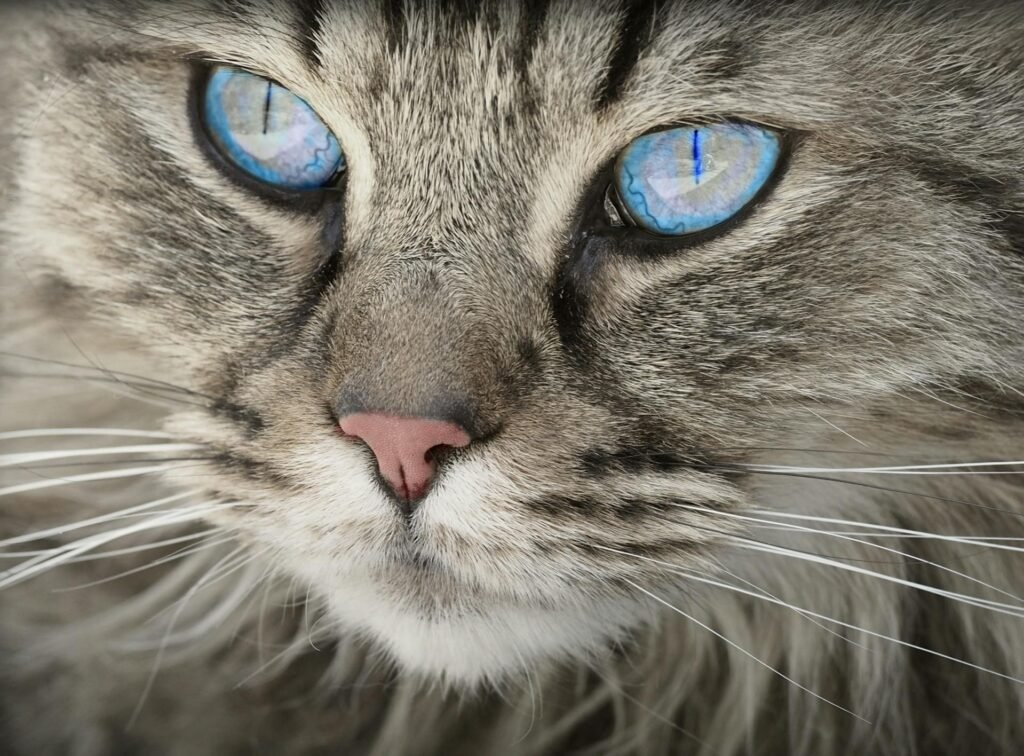 Cat Food Allergies
