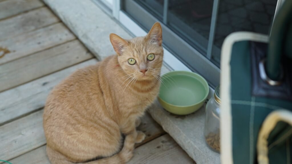 Cat Food Safety and Storage