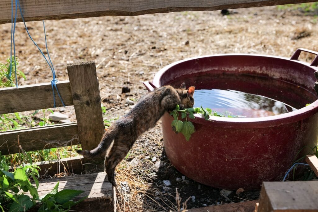 Hydration and Cat Health