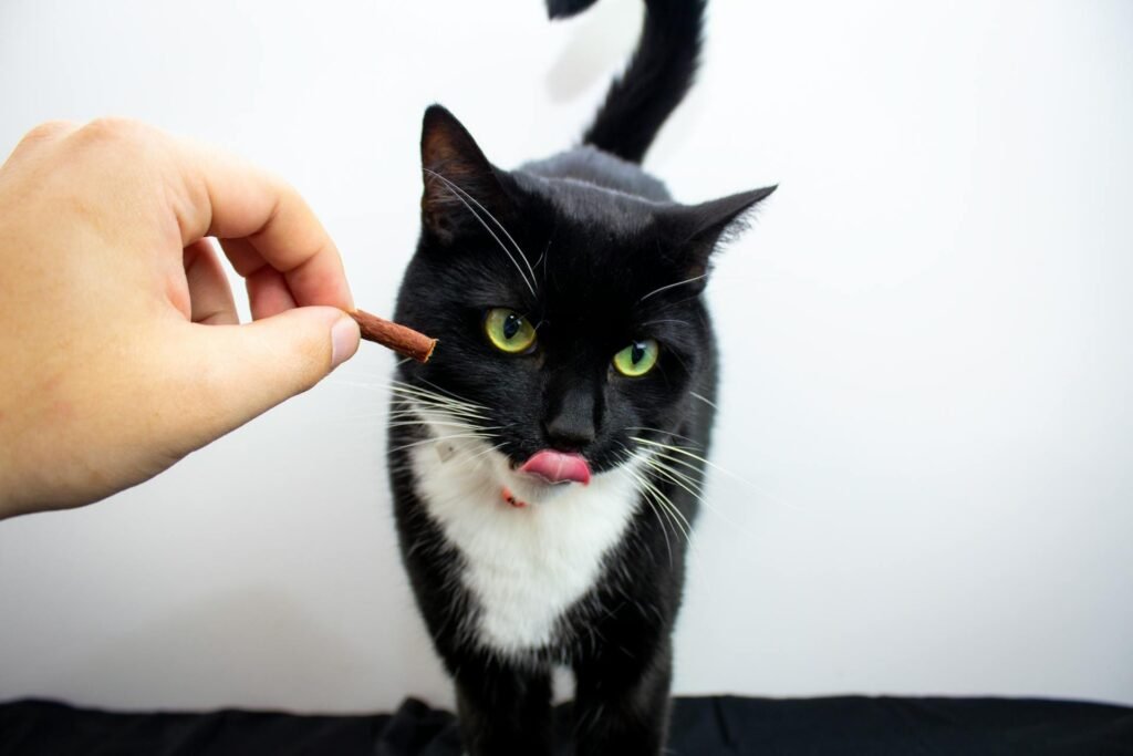 Age-Specific Cat Diets