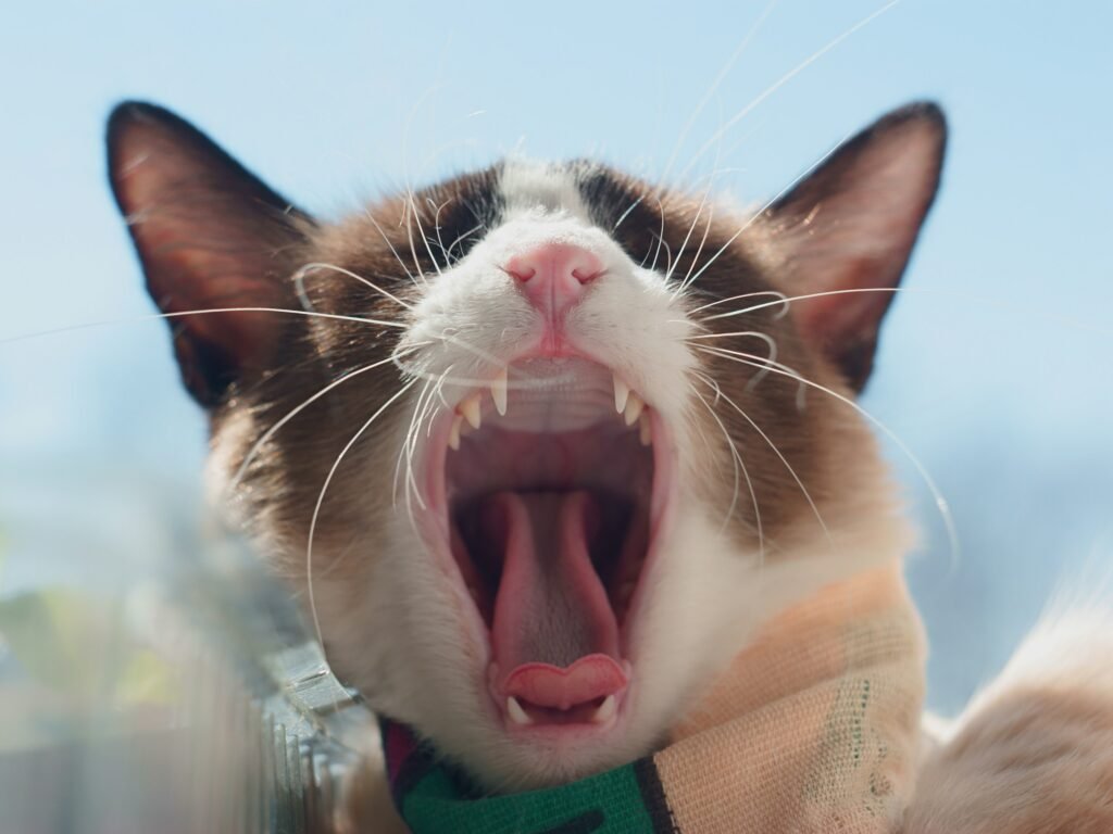 Feline Dental Health and Diet