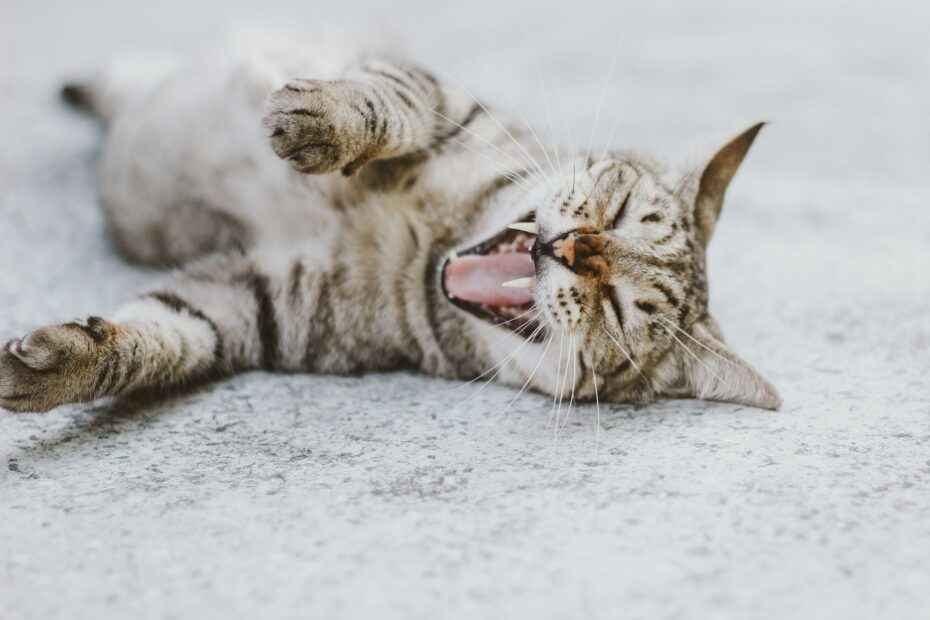 Feline Dental Health and Diet