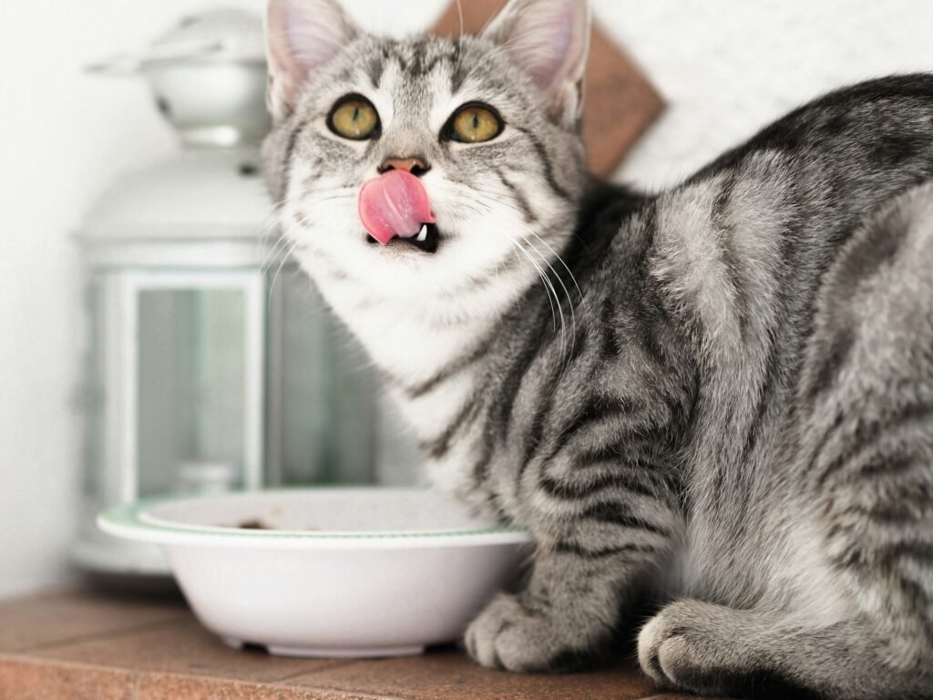 Wet Food vs. Dry Food for Cats

