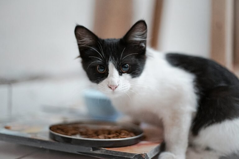 Wet Food vs. Dry Food for Cats