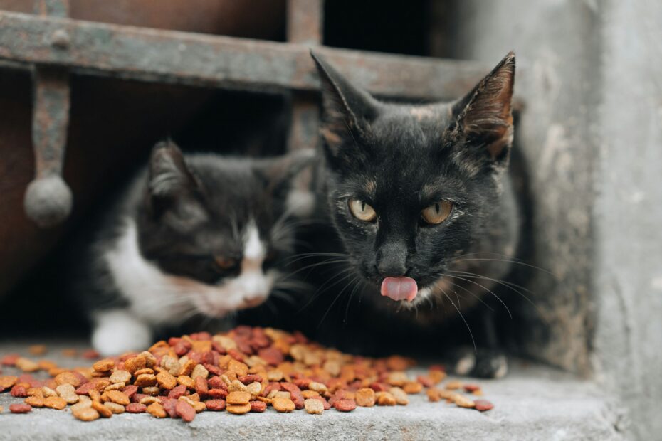 Feeding Cats with Health Challenges