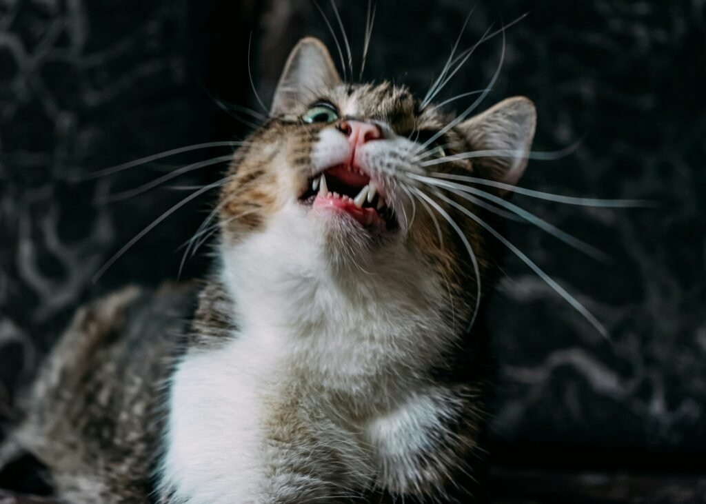 Feline Dental Health and Diet