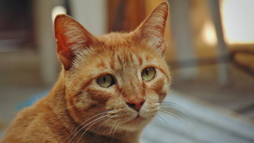 A detailed close-up shot of a ginger cat looking curious indoors.