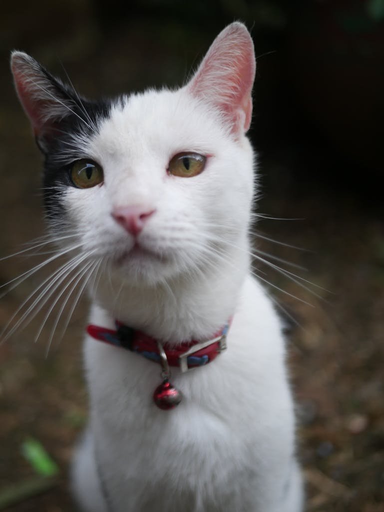 Why Does My Cat Follow Me Everywhere? – The Hidden Meaning Behind This Adorable Habit - Charming close-up portrait of a black and white cat in Costa Rica outdoors.
