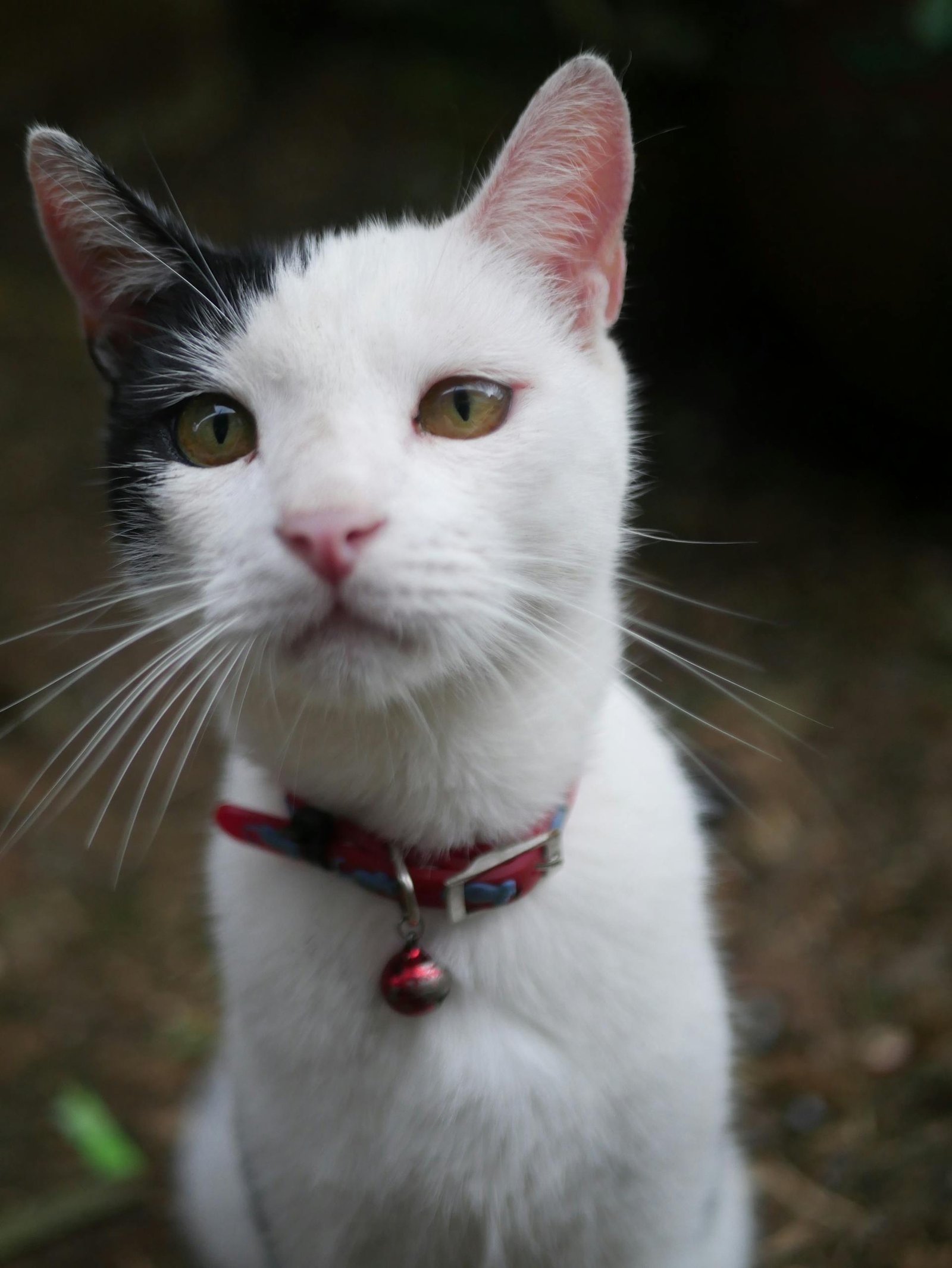 Charming close-up portrait of a black and white cat in Costa Rica outdoors.