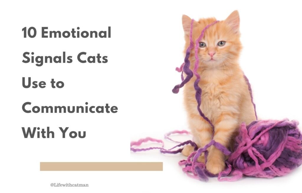 10 emotional signals cats use to communicate with - Orange tabby kitten playing with purple yarn, representing emotional communication signals in cats.