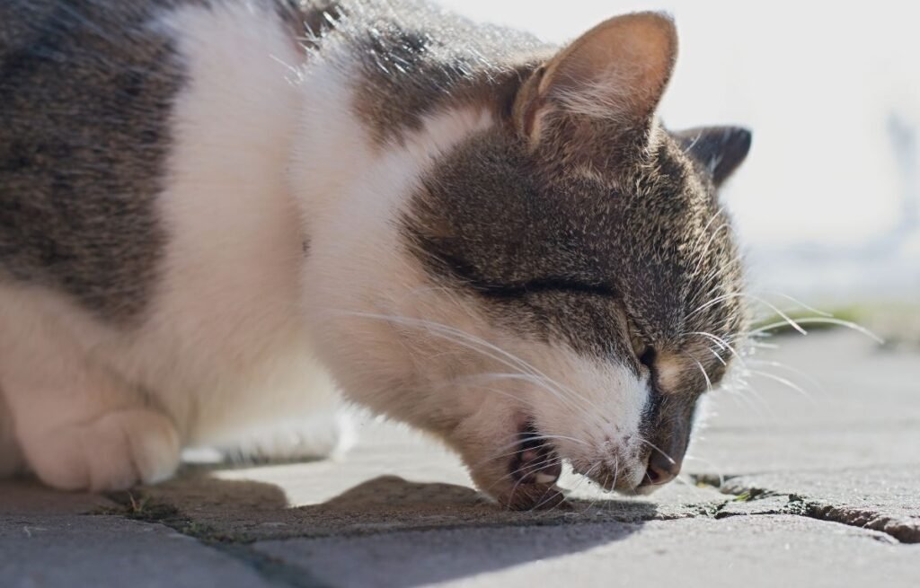 Cat vomiting foam on the ground — Cat Vomiting Foam: Why It Happens and What You Should Do