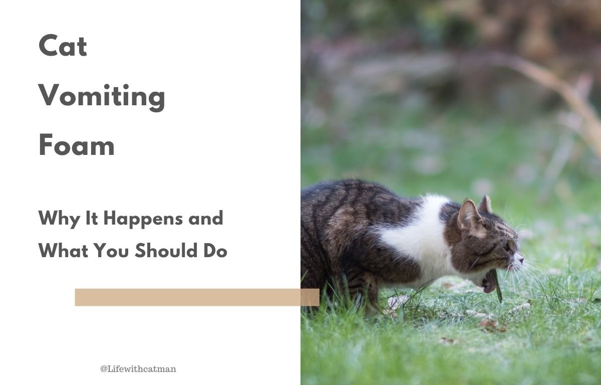 Cat vomiting foam on the grass — what it means and when to worry