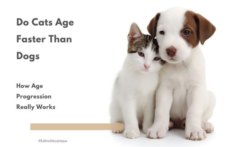 Kitten and puppy sitting together – Do Cats Age Faster Than Dogs guide