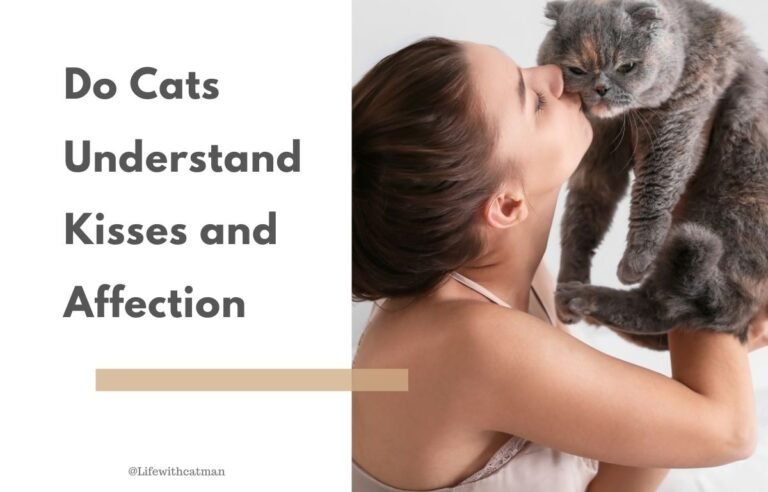 Do cats understand kisses and affection woman kissing her cat