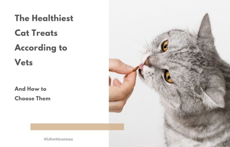 The Healthiest Cat Treats According to Vets - Cat being hand-fed a healthy vet-recommended treat
