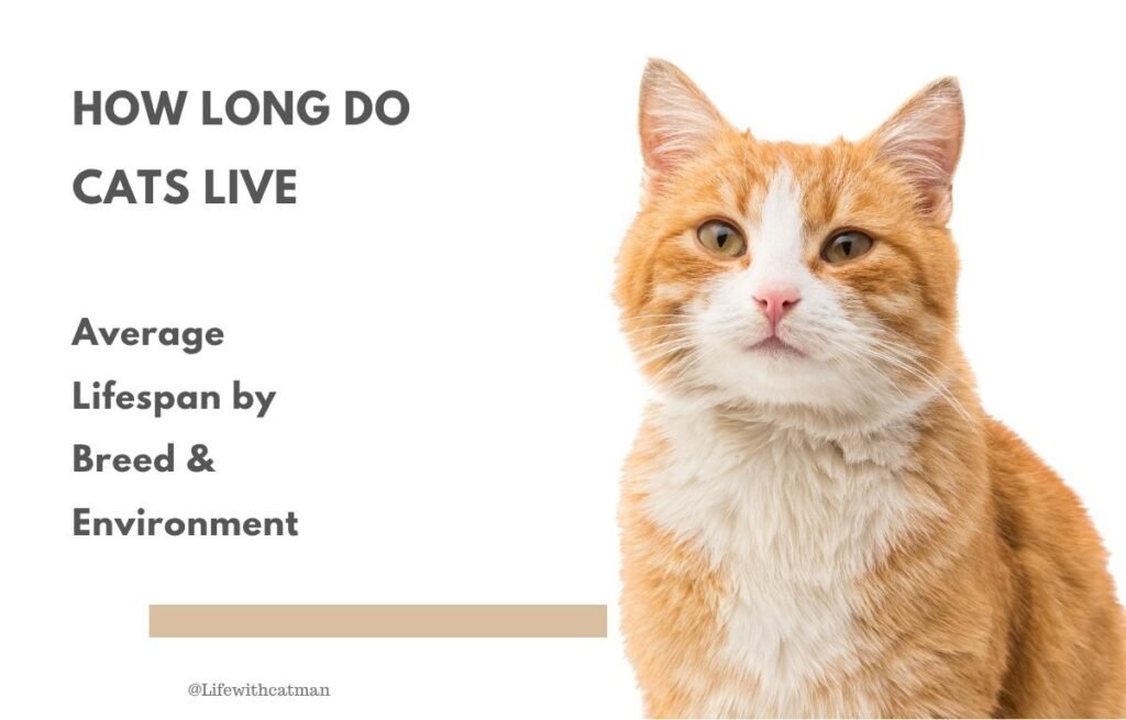 How long do cats live - Orange and white cat looking at the camera, used to illustrate a guide about average cat lifespan by breed and environment.