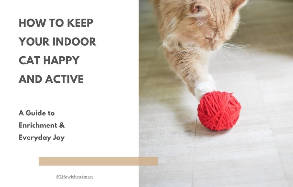 How to keep your indoor cat happy and active - Indoor cat playing with a red yarn ball on the floor