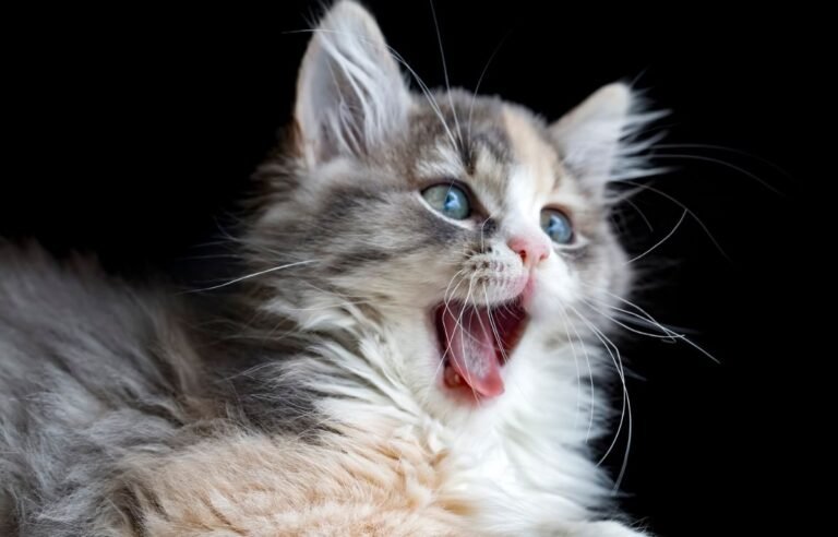 Is It Normal for Cats to Meow at Night – Vet Approved Guide