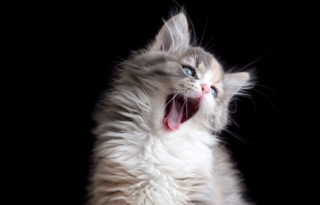 Is It Normal for Cats to Meow at Night – Vet Approved Guide