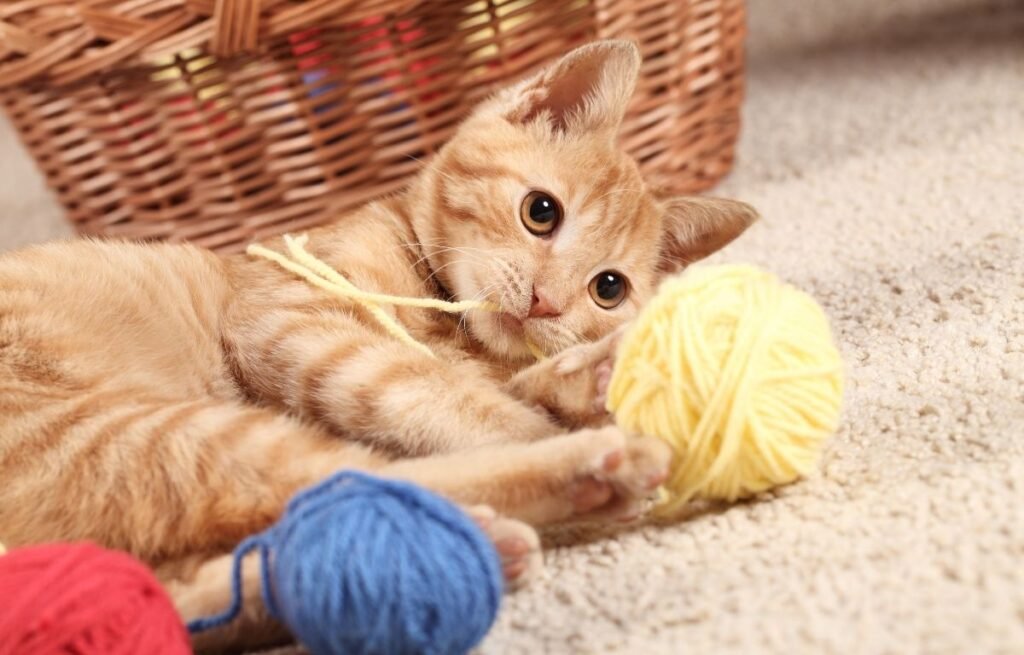How to keep your indoor cat happy and active - Kitten playing with a yellow yarn ball while lying on soft carpet