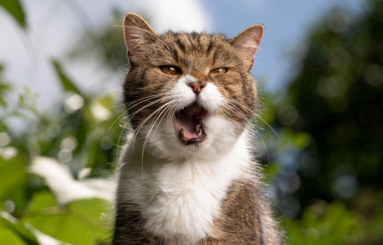 Nighttime Vocalization in Cats: Complete Cat Owner Guide