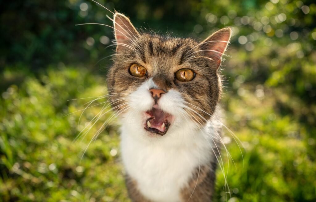 Nighttime Vocalization in Cats - Complete Cat Owner Guide