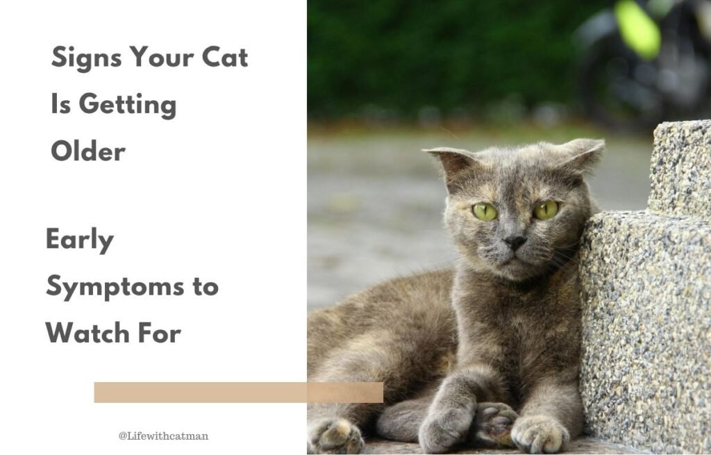 Signs Your Cat Is Getting Older - Older cat resting outside showing early signs of aging such as dull fur and low energy