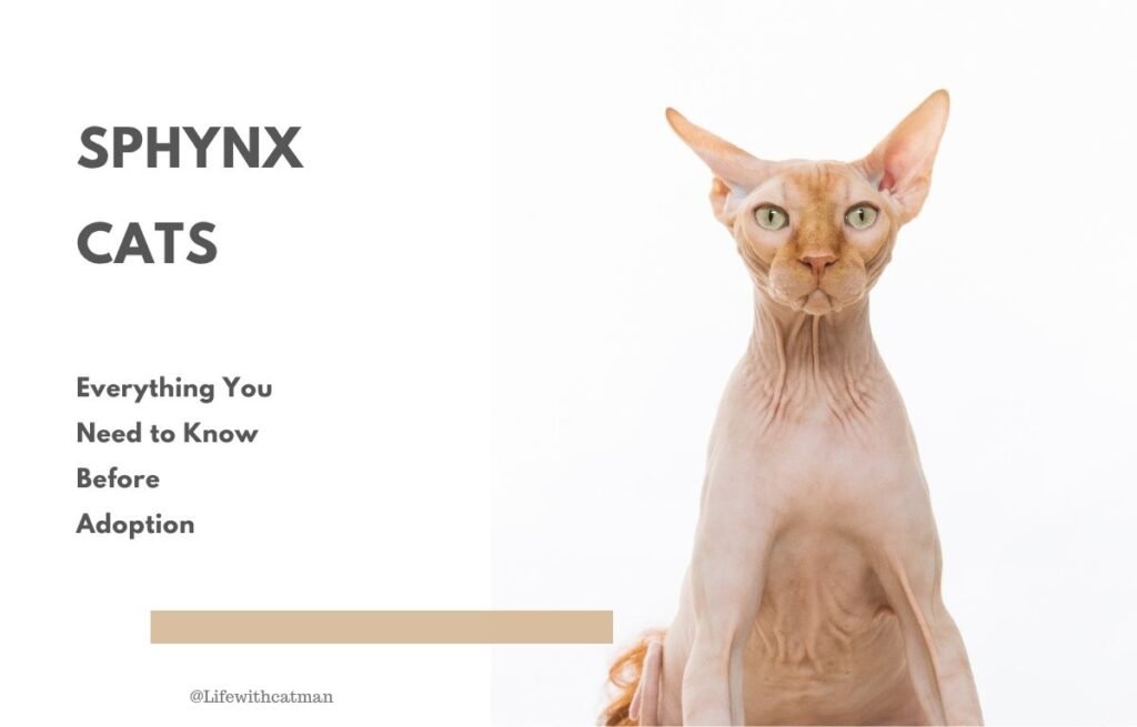 Sphynx cat sitting upright, showing hairless skin and large ears, breed profile image