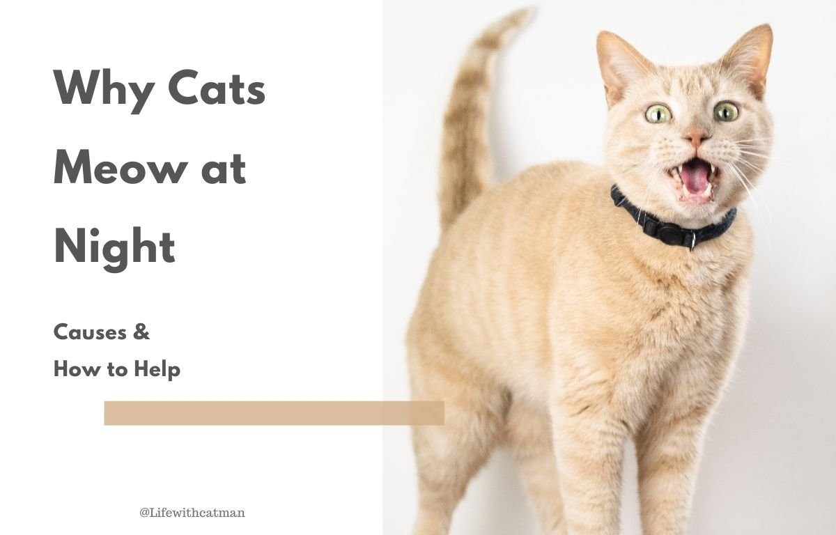 Why Cats Meow at Night – Causes and How to Help