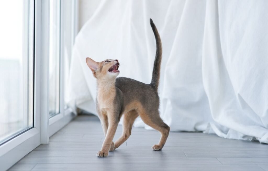 Why Cats Meow at Night – Causes and How to Help