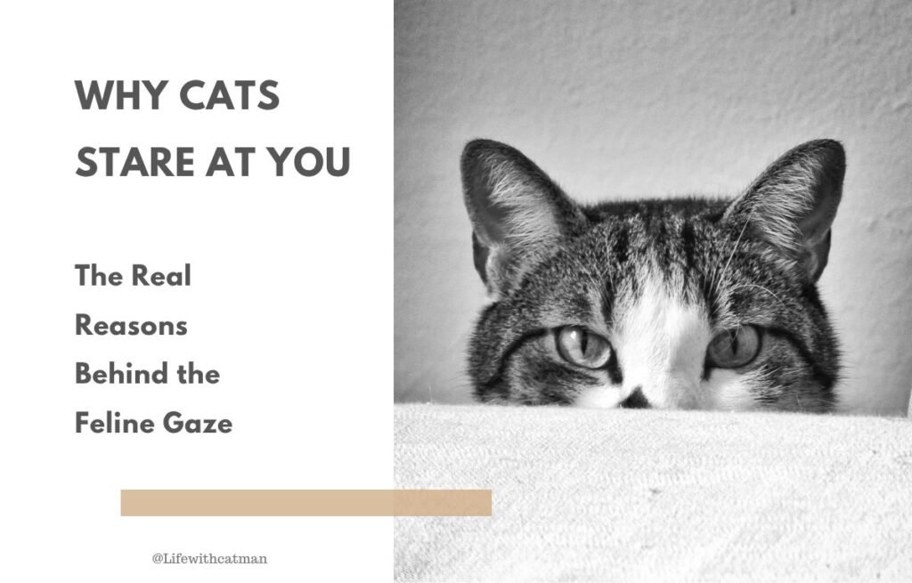 Why cats stare at you - Cat staring intensely with wide eyes while hiding behind a blanket – why cats stare at you explained