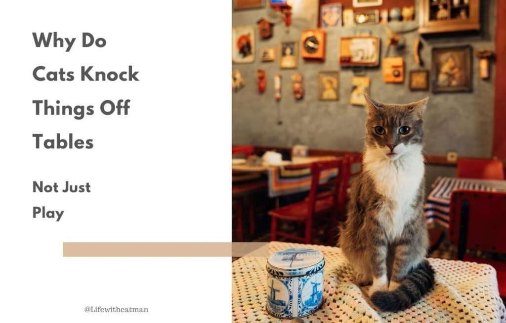Why do cats knock things off tables? Curious cat sitting next to a small container on a table in a cozy room.