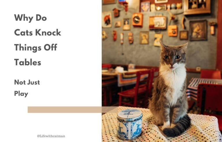 Why do cats knock things off tables? Curious cat sitting next to a small container on a table in a cozy room.