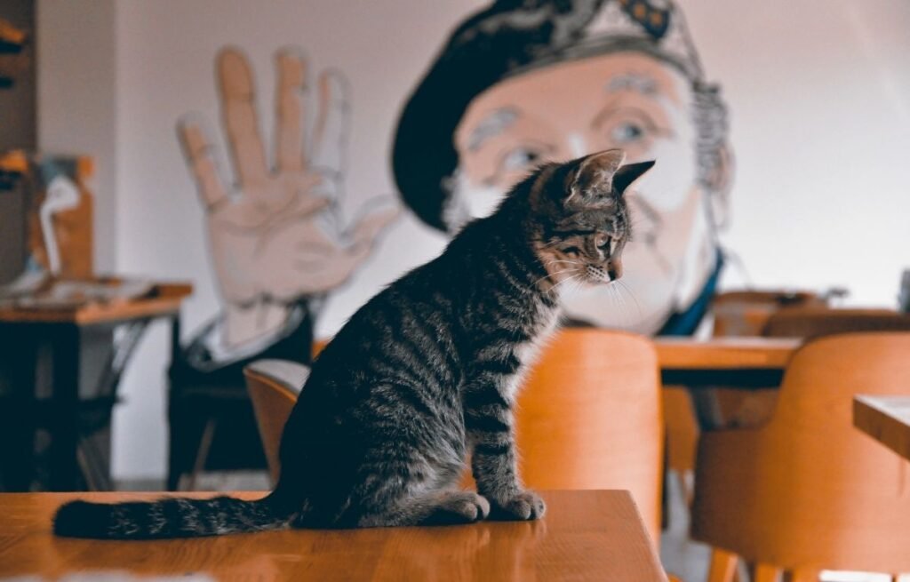 Why do cats knock things off tables? A curious tabby cat sitting on the edge of a wooden table in a café-like room.
