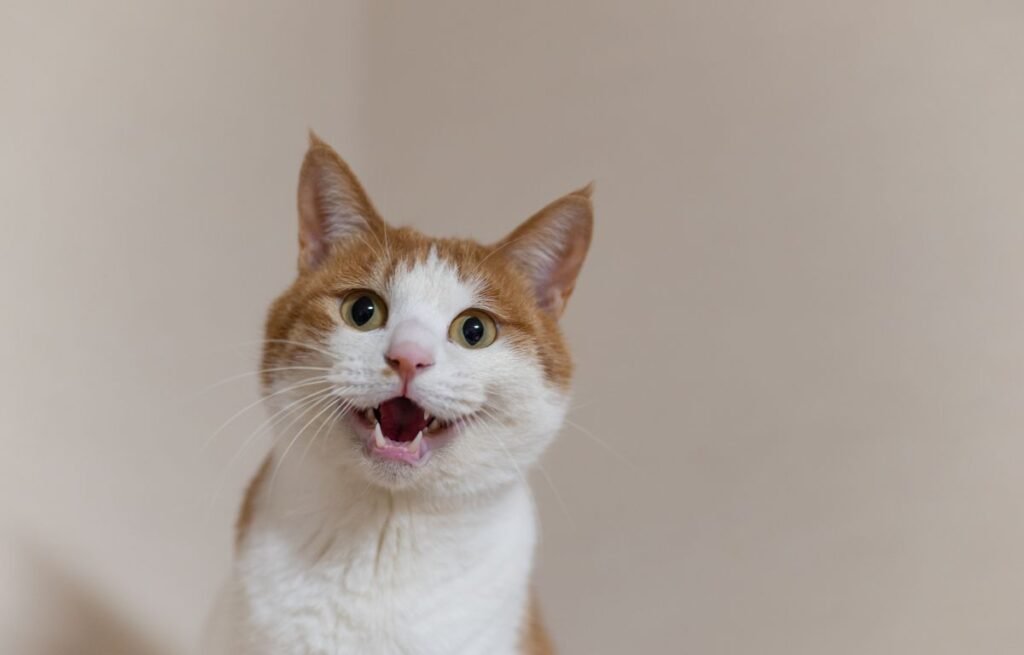 Why does my cat meow at me when I talk – orange and white cat vocalizing