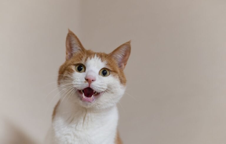Why does my cat meow at me when I talk – orange and white cat vocalizing