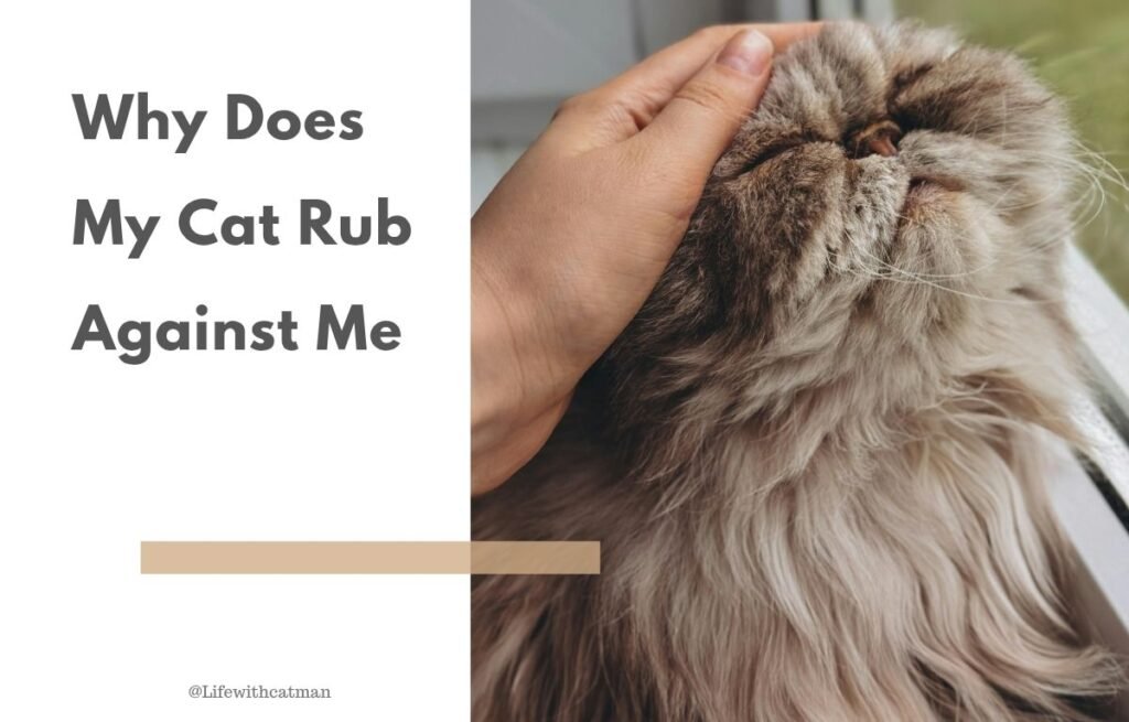 Why does my cat rub against me – long-haired cat enjoying head rub from its owner near window