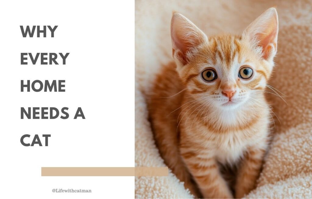 Why Every Home Needs a Cat - Cute ginger kitten sitting on a soft blanket, symbolizing why every home needs a cat.