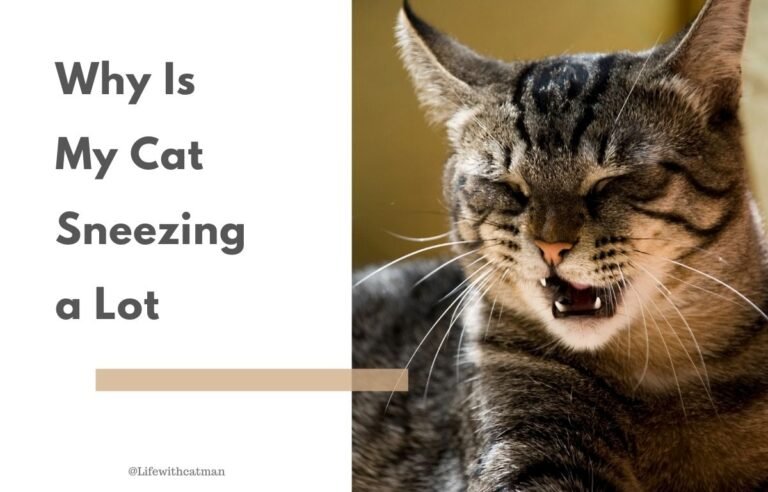 Why Is My Cat Sneezing a Lot — a tabby cat closing its eyes while sneezing