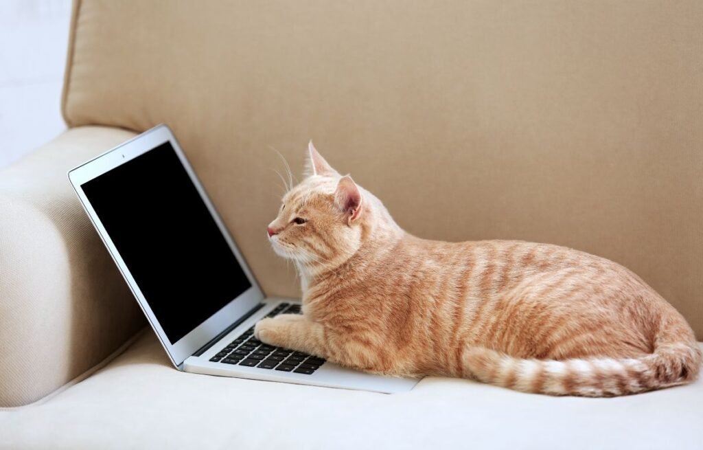 Ginger cat lying on a laptop on a beige sofa, showing typical attention-seeking behavior — Why Does My Cat Sit on My Laptop or Book?