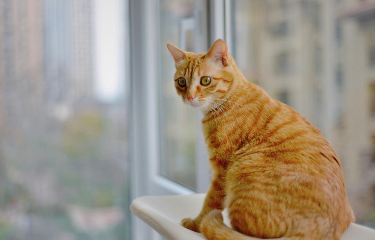 Orange cat sitting by the window while waiting alone at home – Does My Cat Miss Me When I’m Not Home
