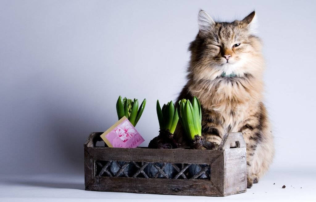 Fluffy cat sitting calmly beside a planter with partially closed eyes, showing relaxed slow blinking behavior – Slow Blinking in Cats: A Real Cat “I Love You”