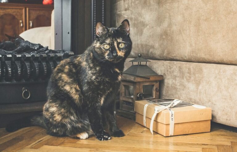A tortoiseshell cat sitting next to a wrapped gift box inside a cozy home – Why Does My Cat Bring Me Gifts?